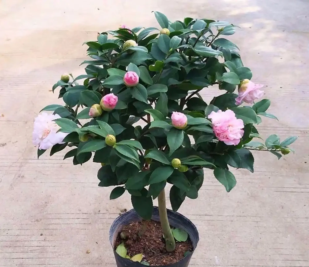 花市買茶花,回家一定要換土,「中間」有門道,不換土養不活