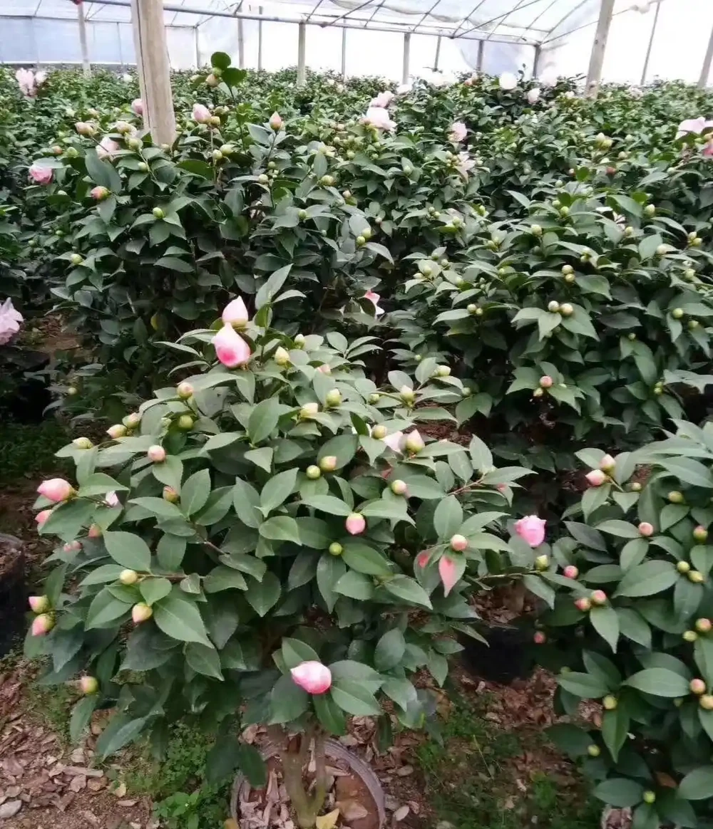 花市買茶花,回家一定要換土,「中間」有門道,不換土養不活