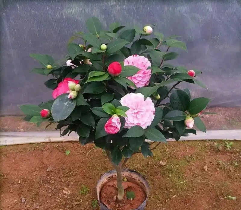 花市買茶花,回家一定要換土,「中間」有門道,不換土養不活