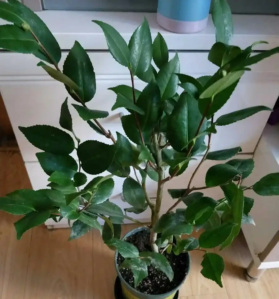 花市買茶花,回家一定要換土,「中間」有門道,不換土養不活