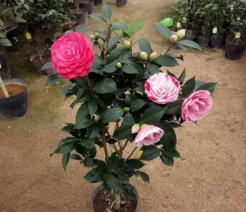 花市買茶花,回家一定要換土,「中間」有門道,不換土養不活