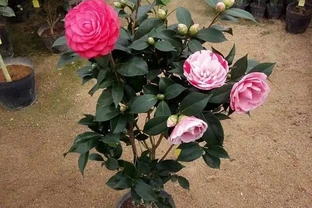 花市買茶花，回家一定要換土，「中間」有門道，不換土養不活