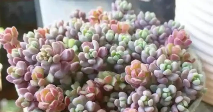 養多肉不會選擇肥料?介紹4種肥料,根據自己情況合理使用就行!