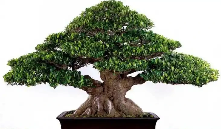如何讓盆景植物的主幹增粗?這6個方法,簡單容易操作!