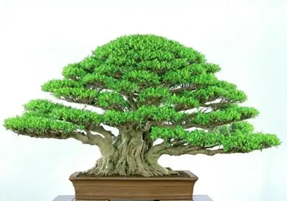 如何讓盆景植物的主幹增粗?這6個方法,簡單容易操作!