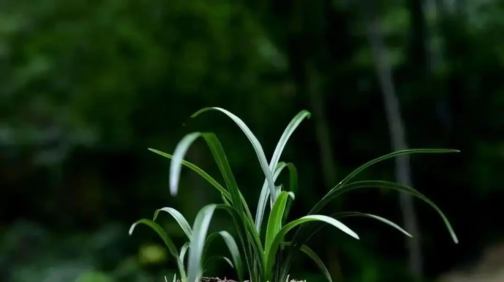 蘭花幹葉怎麼辦？4種原因，各有不同的處理方法