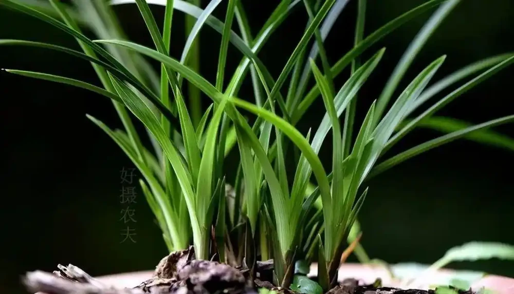 蘭花幹葉怎麼辦？4種原因，各有不同的處理方法