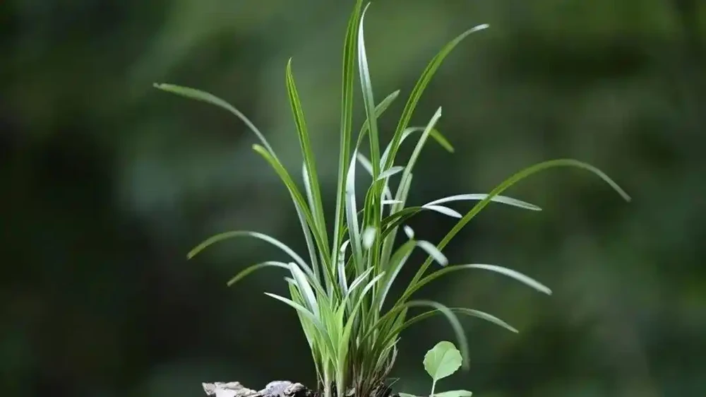 蘭花幹葉怎麼辦？4種原因，各有不同的處理方法