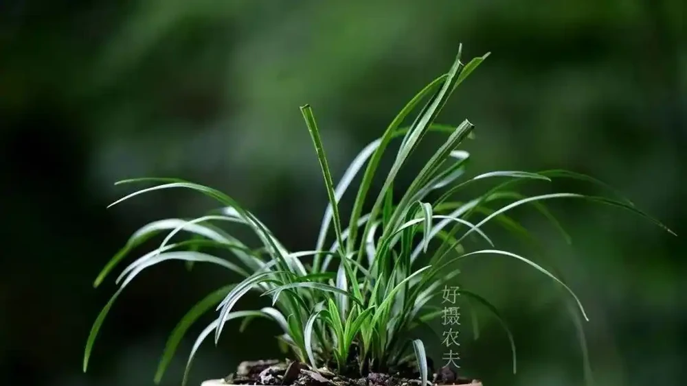 蘭花幹葉怎麼辦？4種原因，各有不同的處理方法