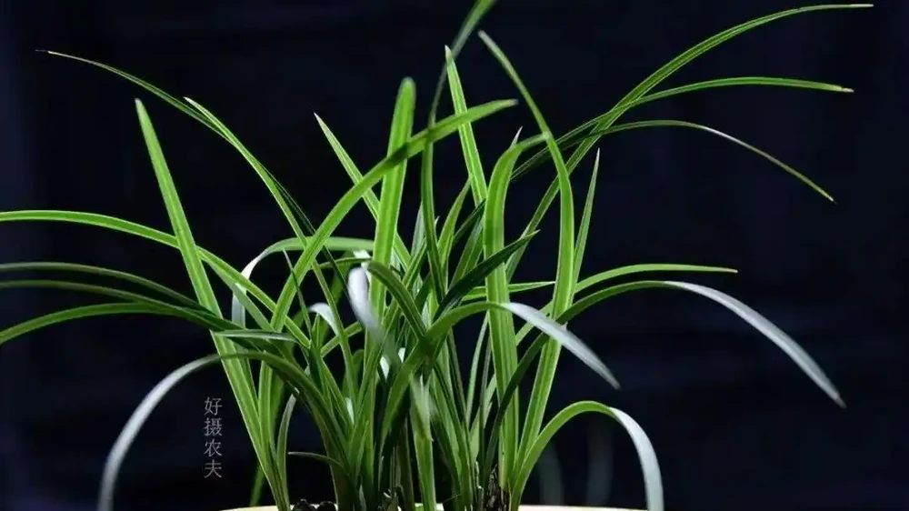 蘭花幹葉怎麼辦？4種原因，各有不同的處理方法