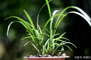 蘭花幹葉怎麼辦？4種原因，各有不同的處理方法