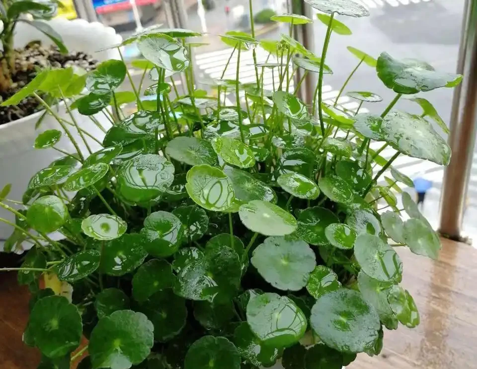 養銅錢草「常見」6個問題,學會「解決」辦法,1個月就滿盆