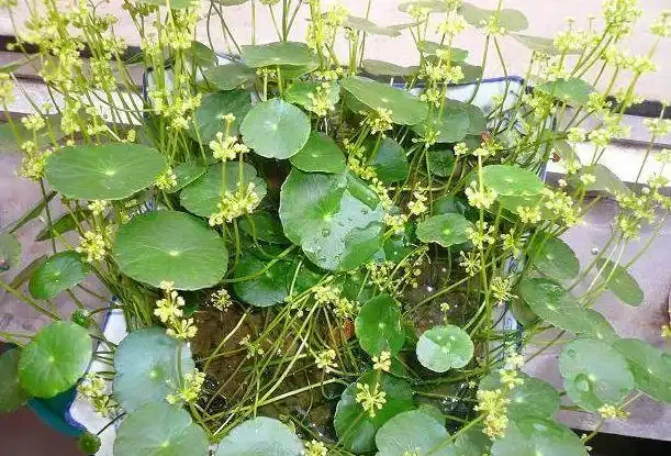 養銅錢草「常見」6個問題,學會「解決」辦法,1個月就滿盆