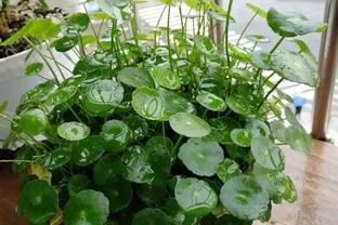 養銅錢草「常見」6個問題，學會「解決」辦法，1個月就滿盆