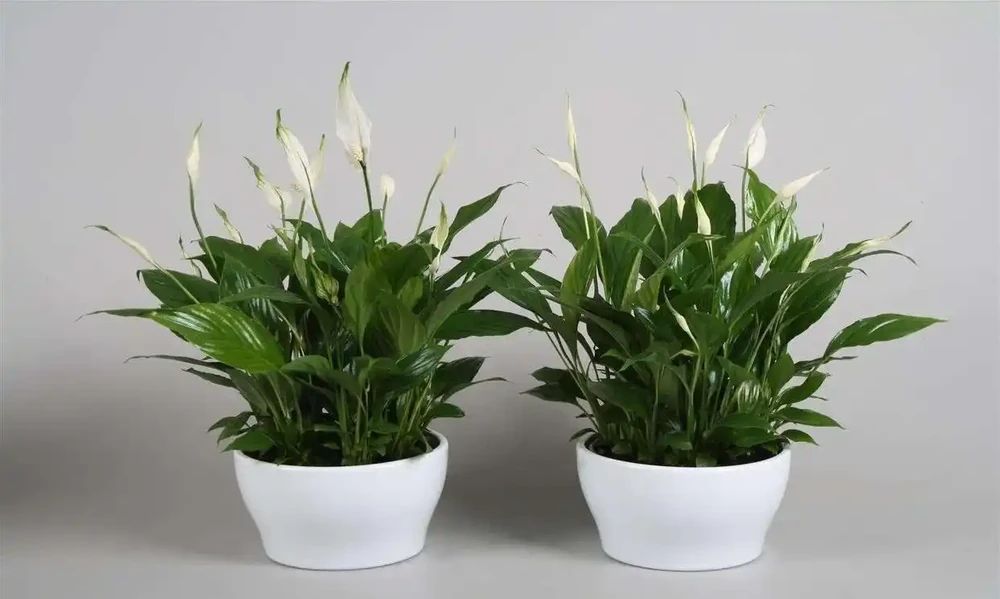 十大淨化空氣植物,放在新家好養又實用