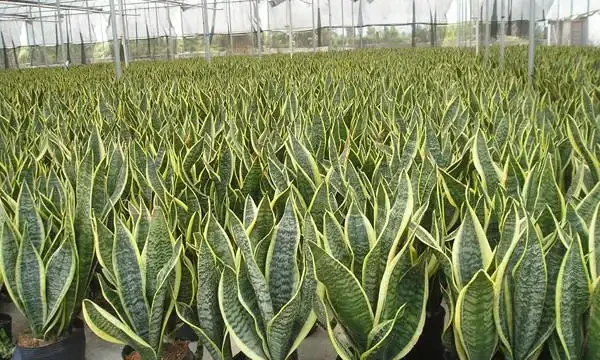 十大淨化空氣植物,放在新家好養又實用