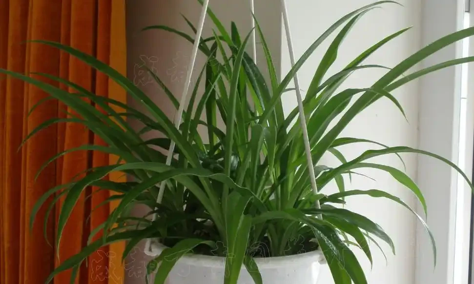 十大淨化空氣植物,放在新家好養又實用
