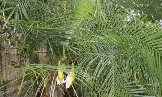 十大淨化空氣植物,放在新家好養又實用