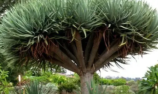 十大淨化空氣植物,放在新家好養又實用