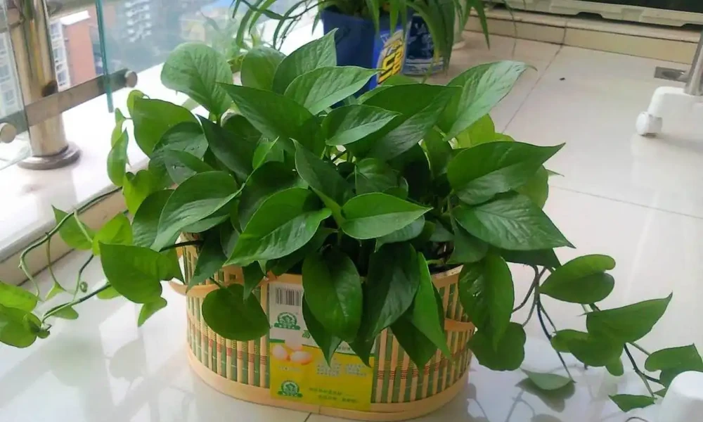 十大淨化空氣植物,放在新家好養又實用