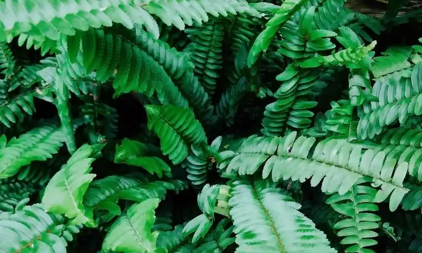 十大淨化空氣植物,放在新家好養又實用