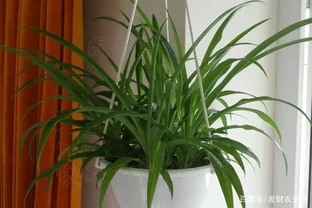 十大淨化空氣植物，放在新家好養又實用
