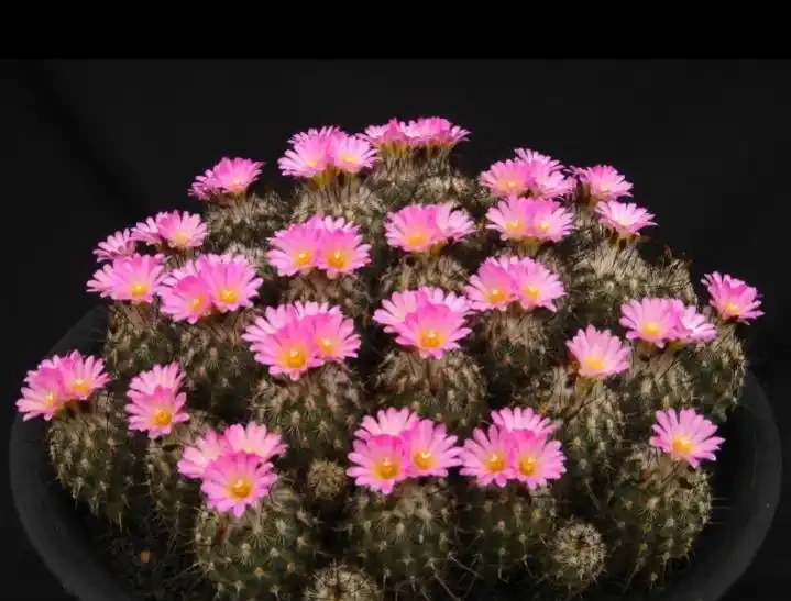 最好養的花是仙人掌球,想知道為什麼嗎?快來看看吧