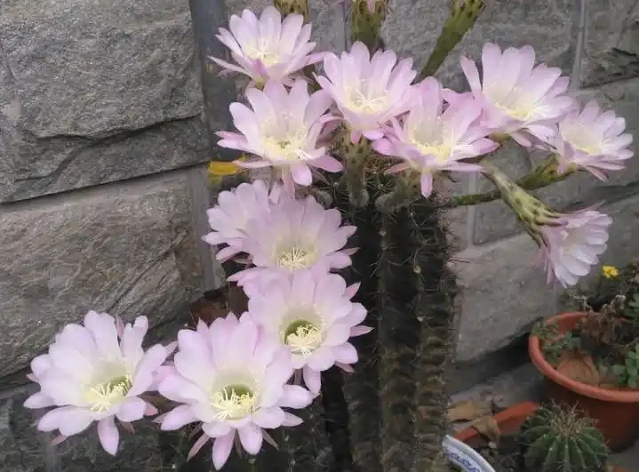 最好養的花是仙人掌球,想知道為什麼嗎?快來看看吧