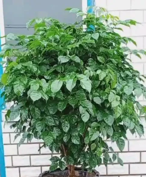 冬季養幸福樹,給它做好6點,不黃葉、不落葉,葉子油綠過冬天!