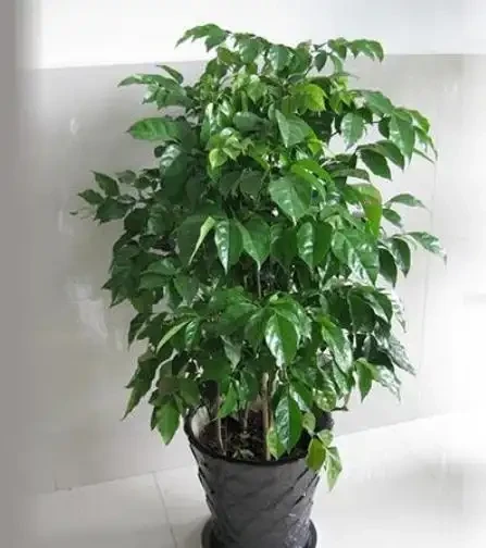 冬季養幸福樹,給它做好6點,不黃葉、不落葉,葉子油綠過冬天!