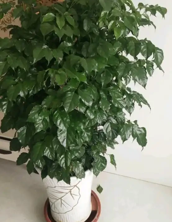 冬季養幸福樹,給它做好6點,不黃葉、不落葉,葉子油綠過冬天!