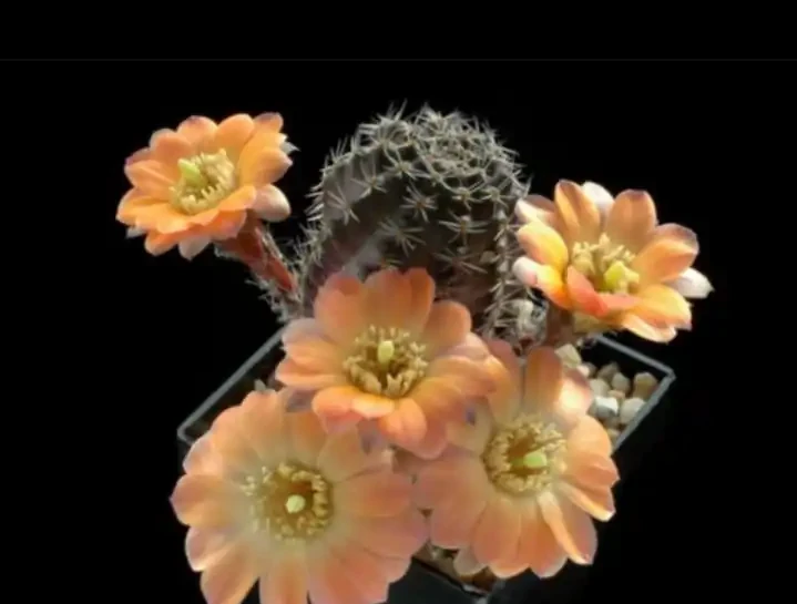 最好養的花是仙人掌球,想知道為什麼嗎?快來看看吧