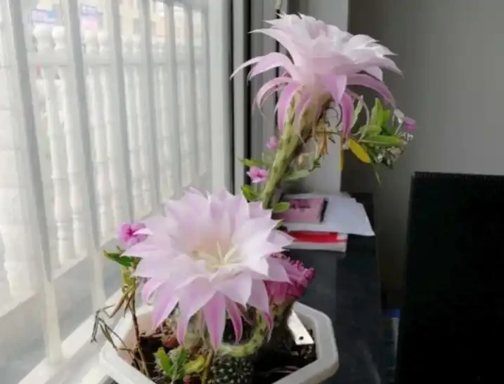 最好養的花是仙人掌球,想知道為什麼嗎?快來看看吧