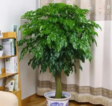 冬季養幸福樹,給它做好6點,不黃葉、不落葉,葉子油綠過冬天!