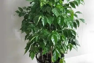 冬季養幸福樹，給它做好6點，不黃葉、不落葉，葉子油綠過冬天！
