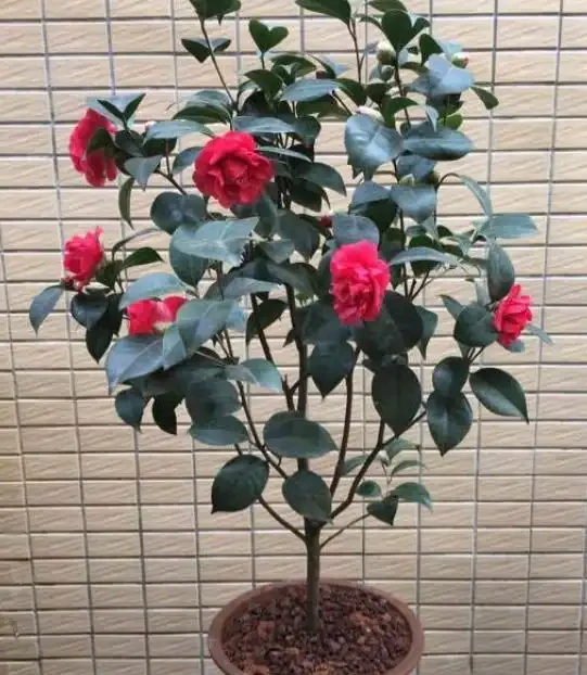 茶花掉葉子,3步操作不能少,懂得「取捨」,才能再次枝繁葉茂!