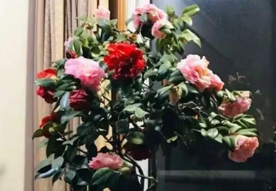 茶花掉葉子,3步操作不能少,懂得「取捨」,才能再次枝繁葉茂!