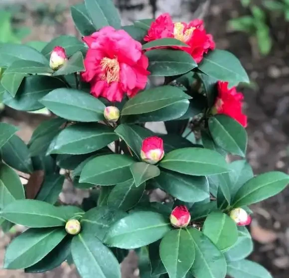 茶花掉葉子,3步操作不能少,懂得「取捨」,才能再次枝繁葉茂!