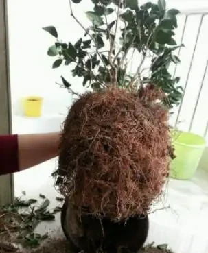 茶花掉葉子,3步操作不能少,懂得「取捨」,才能再次枝繁葉茂!