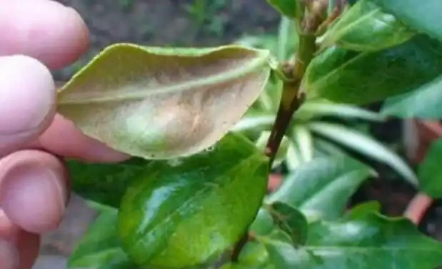 茶花掉葉子,3步操作不能少,懂得「取捨」,才能再次枝繁葉茂!