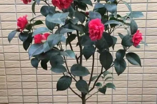 茶花掉葉子，3步操作不能少，懂得「取捨」，才能再次枝繁葉茂！