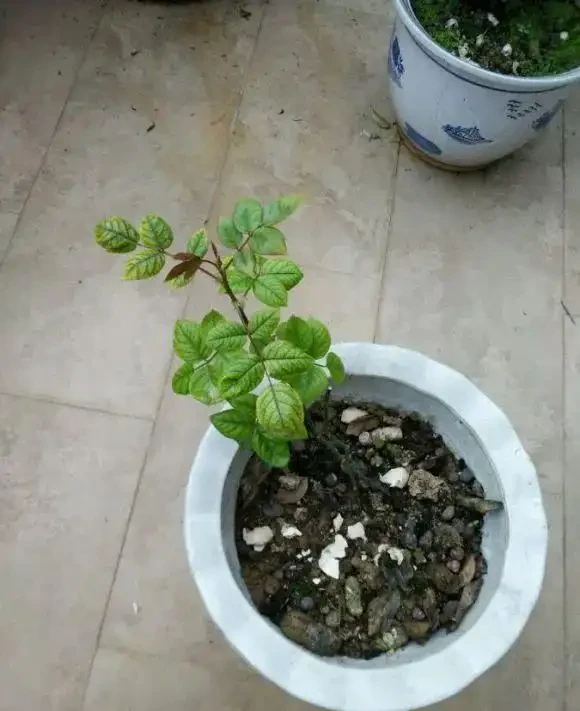 看不懂花兒的8大「訊號」,黃葉枯萎馬上就來,快看看吧!