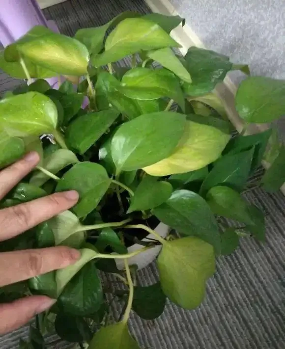 看不懂花兒的8大「訊號」,黃葉枯萎馬上就來,快看看吧!