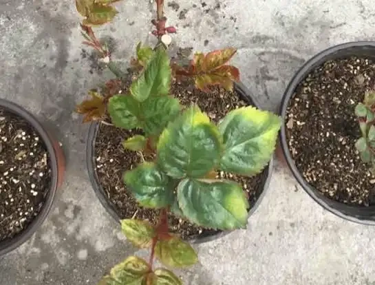 看不懂花兒的8大「訊號」,黃葉枯萎馬上就來,快看看吧!