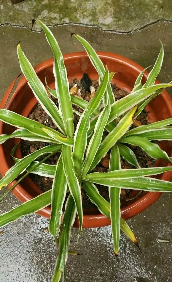 看不懂花兒的8大「訊號」,黃葉枯萎馬上就來,快看看吧!