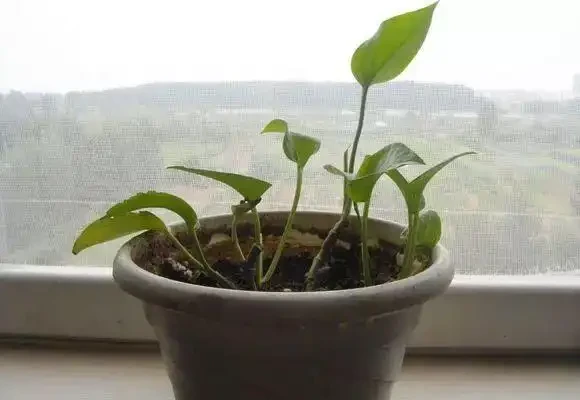 看不懂花兒的8大「訊號」,黃葉枯萎馬上就來,快看看吧!