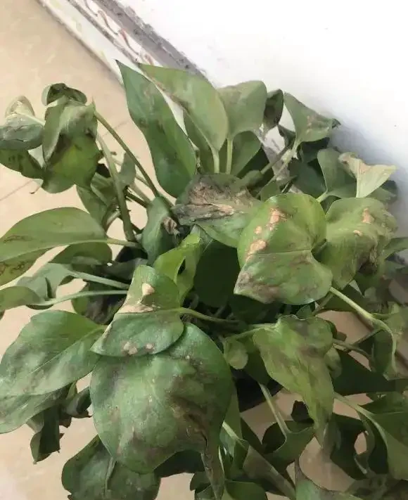看不懂花兒的8大「訊號」,黃葉枯萎馬上就來,快看看吧!