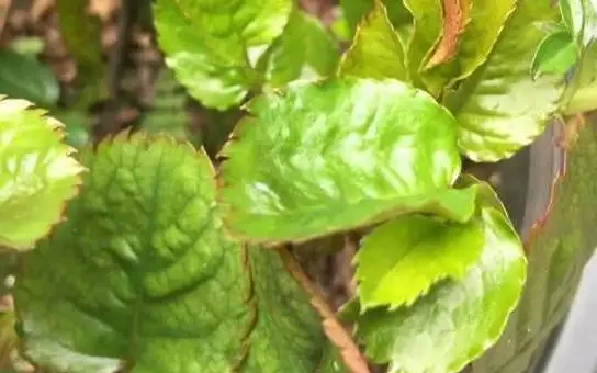 看不懂花兒的8大「訊號」,黃葉枯萎馬上就來,快看看吧!