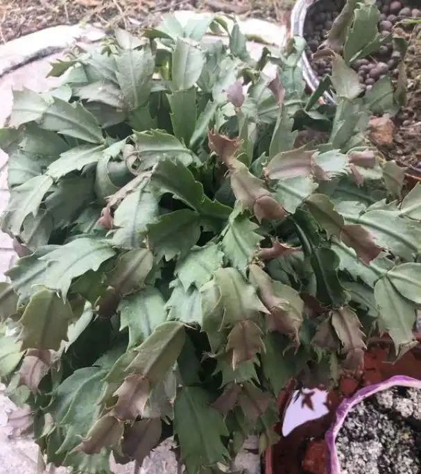 看不懂花兒的8大「訊號」,黃葉枯萎馬上就來,快看看吧!