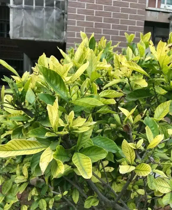 看不懂花兒的8大「訊號」,黃葉枯萎馬上就來,快看看吧!